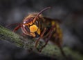 Hornet queen ready for winter Royalty Free Stock Photo