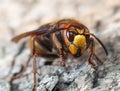 Hornet Resting on Bark