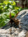 the hornet is resting after a bath in the water