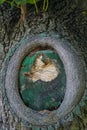 Hornet`s nest hiding in the hollow of a tree Royalty Free Stock Photo