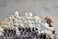 Hornet`s nest with larva. wasps` nest with larva. Royalty Free Stock Photo