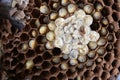 Hornet`s nest with larva. wasps` nest with larva Royalty Free Stock Photo