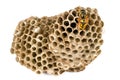 A hornet's nest on a white background. Royalty Free Stock Photo