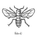 Hornet sketch vector illustration. Vintage wasp insect Royalty Free Stock Photo