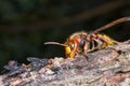 Hornet on the tree and a fles Royalty Free Stock Photo