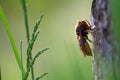 Hornet (vespa crabo) Royalty Free Stock Photo