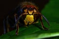 Hornet Vespa crabro, in extreme close up Royalty Free Stock Photo