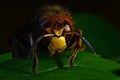 Hornet Vespa crabro, in extreme close up Royalty Free Stock Photo