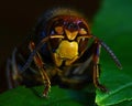 Hornet Vespa crabro, in extreme close up Royalty Free Stock Photo