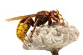 Hornet on vespiary Royalty Free Stock Photo