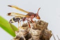 Hornet, or wasp on the nest, close up, hanging on the Crown of t Royalty Free Stock Photo