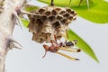 Hornet, or wasp on the nest, close up, hanging on the tree. Royalty Free Stock Photo