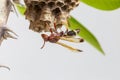 Hornet, or wasp on the nest, close up, hanging on the tree. Royalty Free Stock Photo