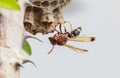 Hornet, or wasp on the nest, hanging on the Crown of thorns Royalty Free Stock Photo