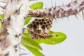 Hornet, or wasp on the nest, hanging on the Crown of thorns Royalty Free Stock Photo