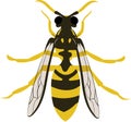 Hornet Wasp or Bee Royalty Free Stock Photo