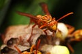The Hornets at home hard nesting Royalty Free Stock Photo