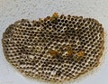 Wasp`s Nest. Isolated Royalty Free Stock Photo