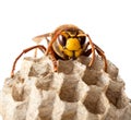 Hornets nest Royalty Free Stock Photo
