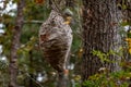 A Hornets nest Royalty Free Stock Photo