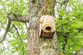 Hornets` nest build around birds nestbox