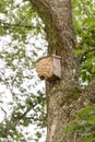 Hornets` nest build around birds nestbox