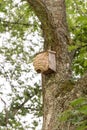 Hornets` nest build around birds nestbox Royalty Free Stock Photo