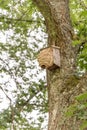 Hornets` nest build around birds nestbox Royalty Free Stock Photo