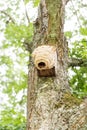Hornets` nest build around birds nestbox Royalty Free Stock Photo