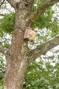 Hornets` nest build around birds nestbox