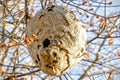 Hornets nest . Royalty Free Stock Photo