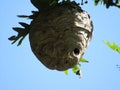 Hornets nest Royalty Free Stock Photo