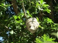 Hornets nest Royalty Free Stock Photo
