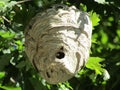 Hornets nest Royalty Free Stock Photo