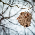 Hornets Nest In Tree Royalty Free Stock Photo