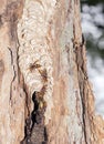 Hornets nest in the tree log Royalty Free Stock Photo