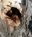 A hornets nest in a tree