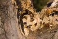 Hornets nesting in tree stump Royalty Free Stock Photo