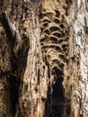 Hornets nest in the tree log Royalty Free Stock Photo