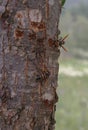 Hornets on Tree Trunk Royalty Free Stock Photo