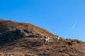 Hornischegg - Group of alpacas on alpine meadow near mountain summit of Hornischegg (Monte Arnese) Royalty Free Stock Photo