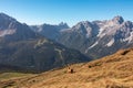 Hornischegg - Lone alpaca on alpine meadow near mountain summit of Hornischegg (Monte Arnese) Royalty Free Stock Photo