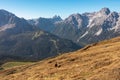 Hornischegg - Lone alpaca on alpine meadow near mountain summit of Hornischegg (Monte Arnese) Royalty Free Stock Photo