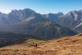 Hornischegg - Lone alpaca on alpine meadow near mountain summit of Hornischegg (Monte Arnese) Royalty Free Stock Photo