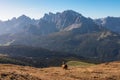 Hornischegg - Lone alpaca on alpine meadow near mountain summit of Hornischegg (Monte Arnese) Royalty Free Stock Photo