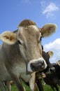 Hornless cow Royalty Free Stock Photo