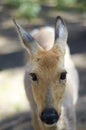 Hornless deer close-up in wild nature Royalty Free Stock Photo