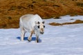 A hornless female reindeer walking through the snow