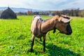 hornless female tribal goat of brown color of English breed on m