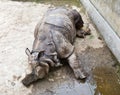Hornless rhinoceros Royalty Free Stock Photo